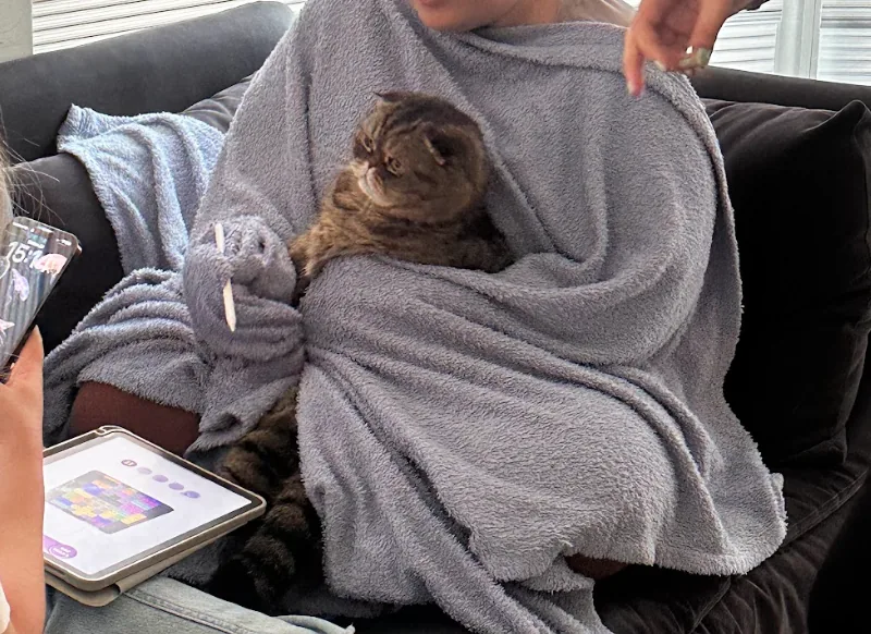 A studio cat curled up in a blanket on a teammate's lap